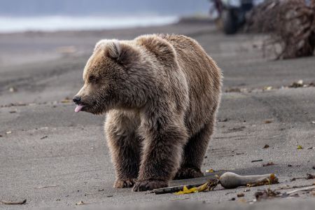 Coastal Brown Bear Juvenile