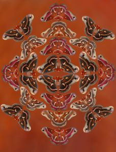 Hyalophora Silk Moths from US in design pattern