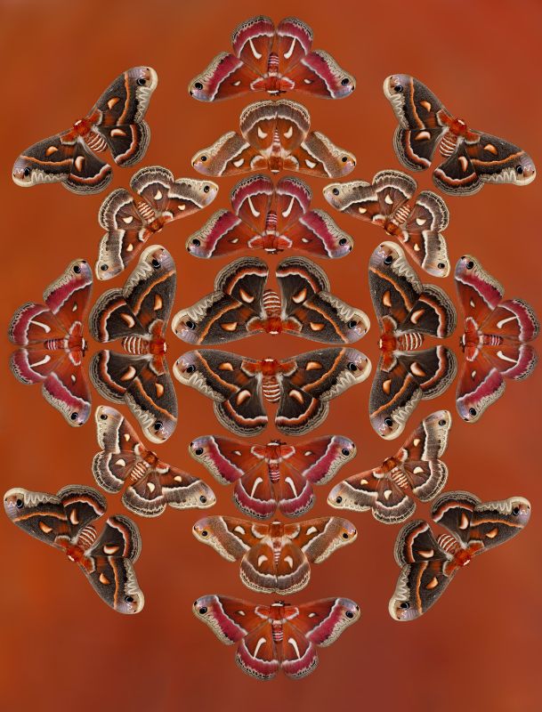 Hyalophora Silk Moths from US in design pattern