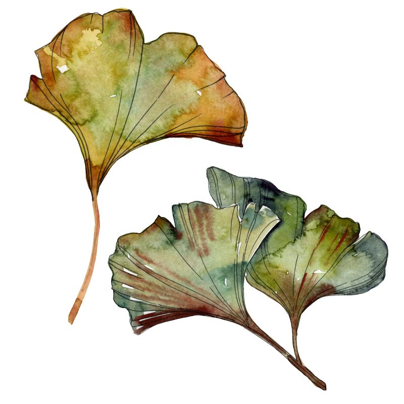 Yellow green ginkgo biloba leaf. Watercolor background illustrat