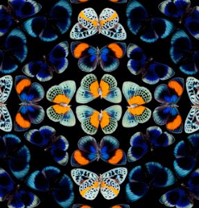 Peruvian Tropical Butterfly Pattern Asterope
