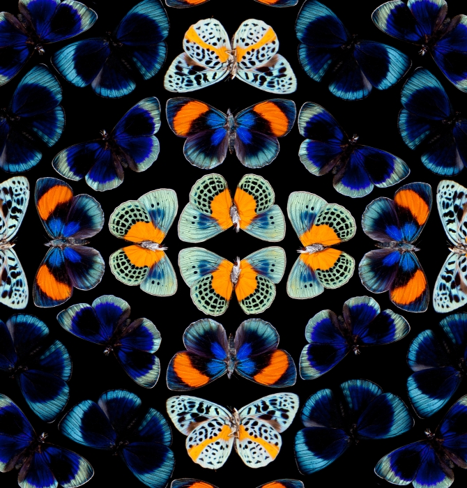 Peruvian Tropical Butterfly Pattern Asterope