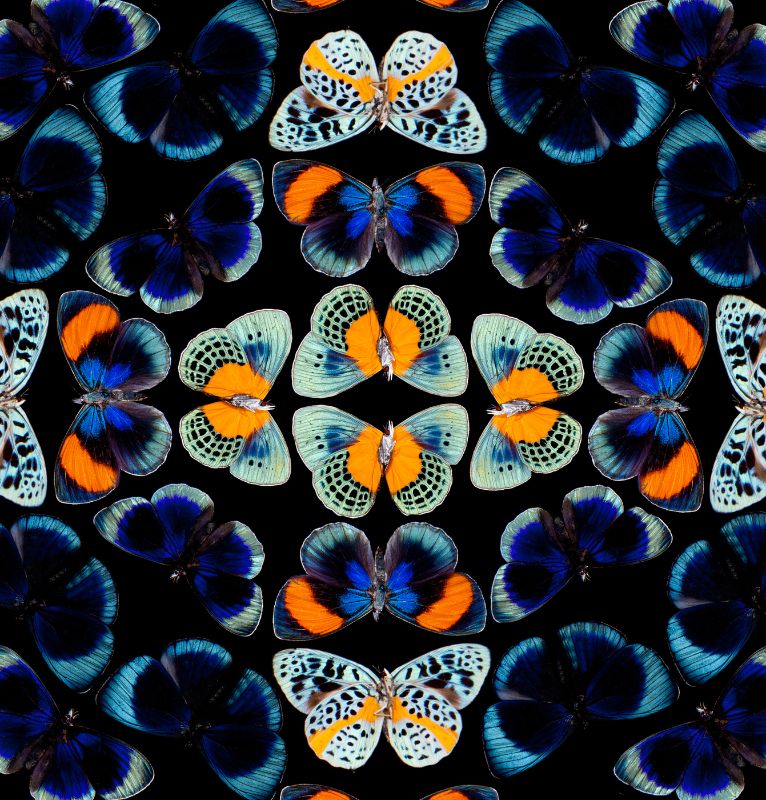 Peruvian Tropical Butterfly Pattern Asterope