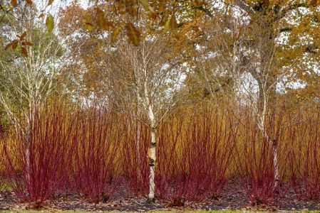 A winter garden with silver birch trees and vibrant coloured red
