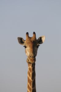Portrait of Giraffe (Giraffa camelopardalis), Mashatu Game Reser