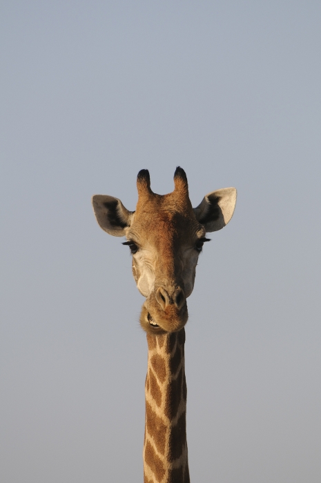 Portrait of Giraffe (Giraffa camelopardalis), Mashatu Game Reser