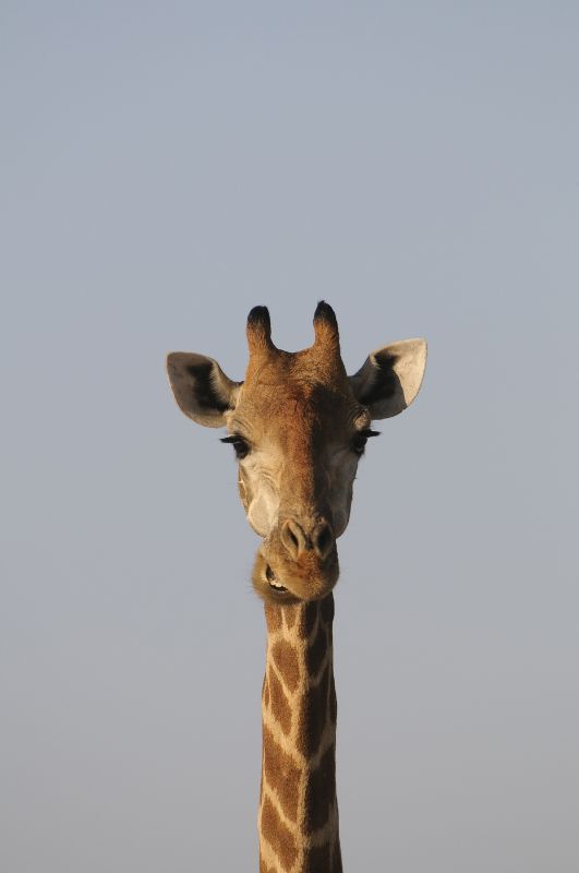 Portrait of Giraffe (Giraffa camelopardalis), Mashatu Game Reser