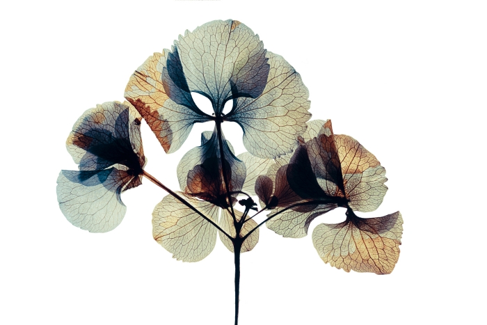 Pressed and dried dry  flower hydrangea Isolated on white backgr