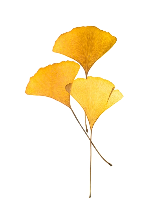Dried ginkgo leaves on white background.