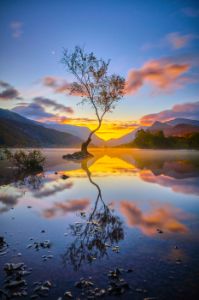 Lonesome tree,Scenic view of lake against sky during sunset,Unit