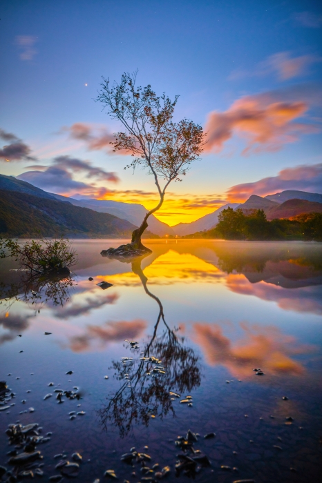 Lonesome tree,Scenic view of lake against sky during sunset,Unit