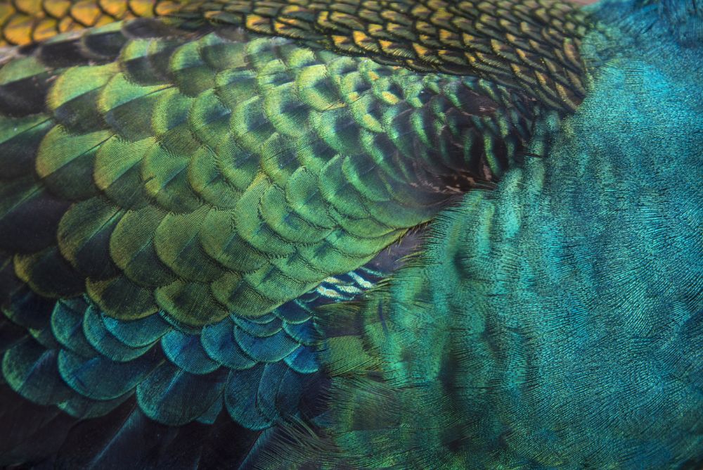 Closeup peacock feathers