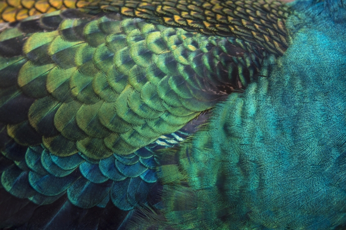 Closeup peacock feathers