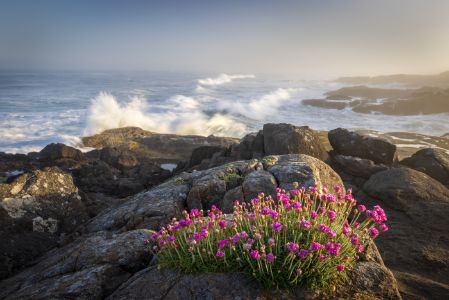 Scenic view of wildflowers and rocks by sea against sky,Yachats,