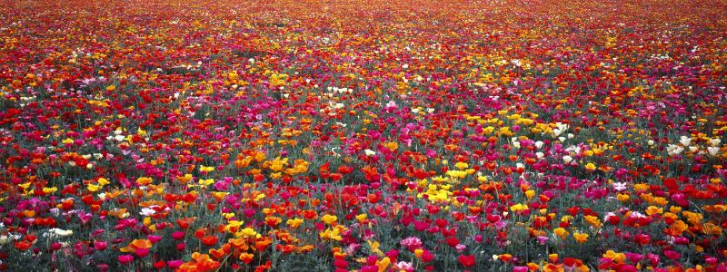 Mission Bell Poppies