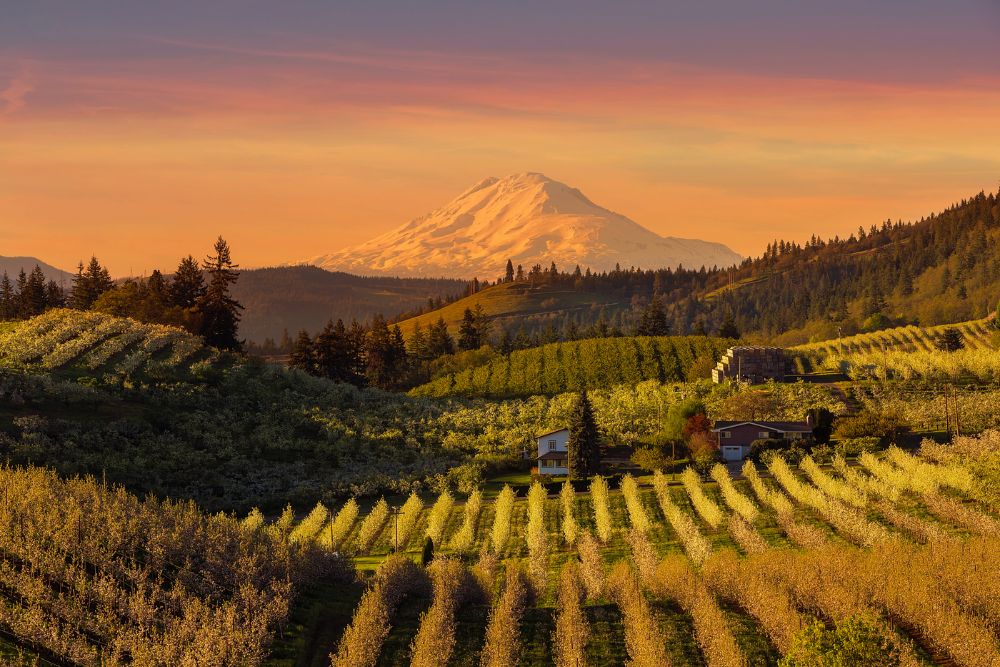Golden sunset over Mount Adams and Hood River Valley pear orchar
