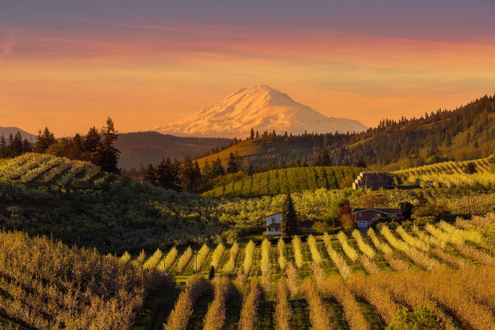 Golden sunset over Mount Adams and Hood River Valley pear orchar