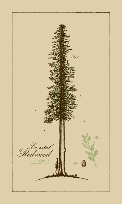 Coastal Redwood