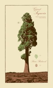 Giant Sequoia