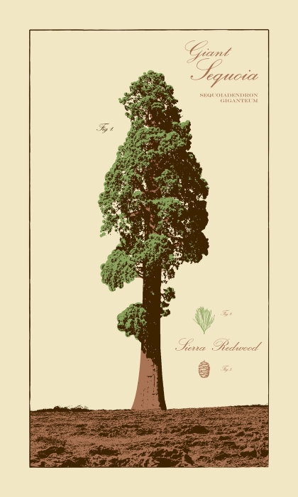 Giant Sequoia