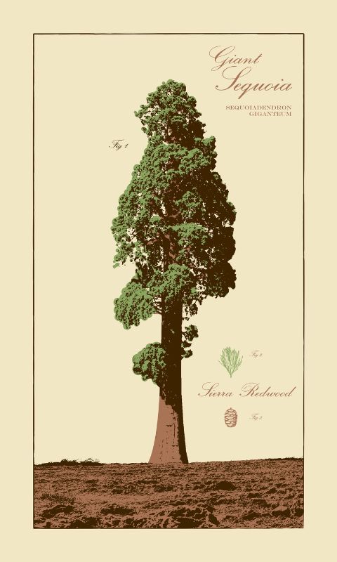 Giant Sequoia