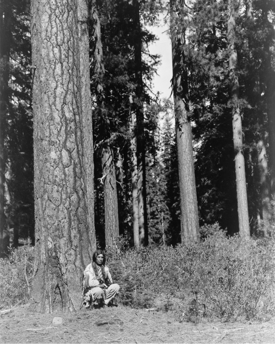 1923 In the forest--Klamath