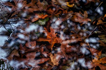 Fall in the Water