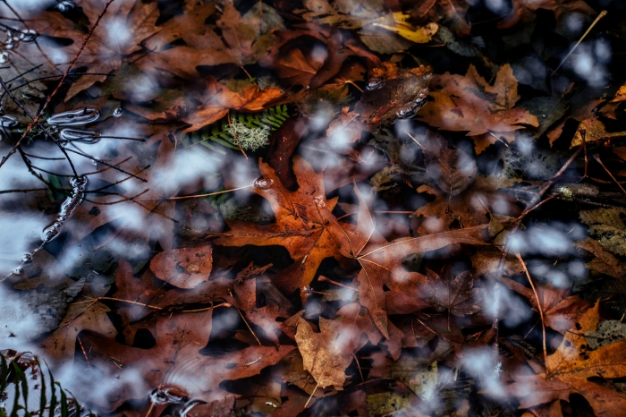 Fall in the Water