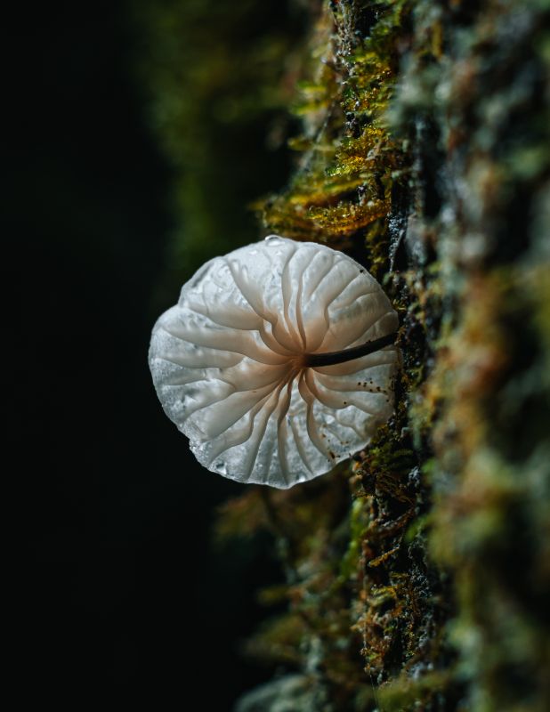 Translucent Mushroom