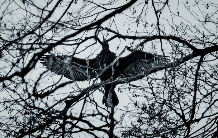 Wing Spread