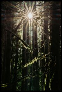 Sunlit Forest