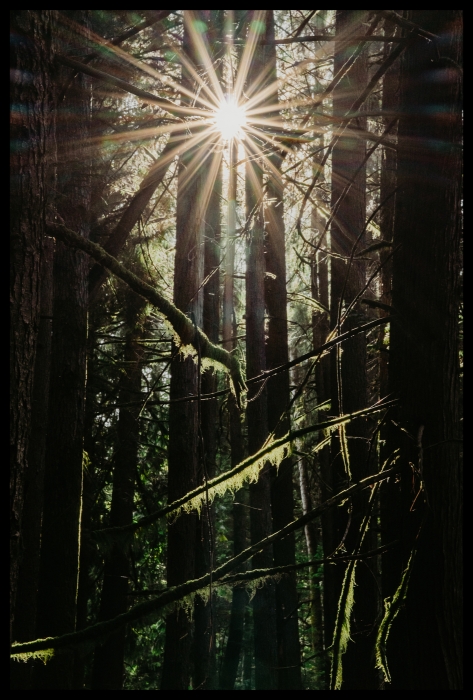 Sunlit Forest
