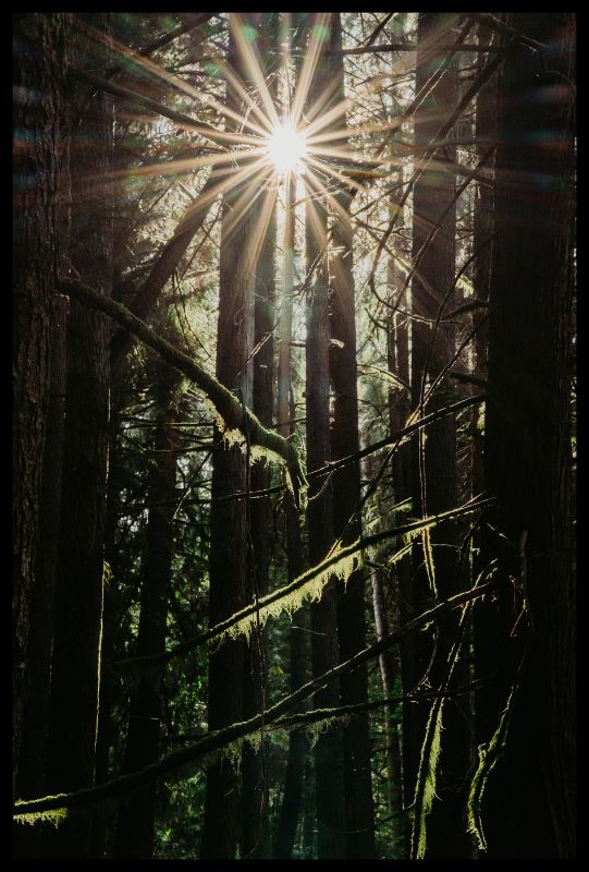 Sunlit Forest