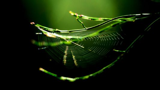 Translucent Web