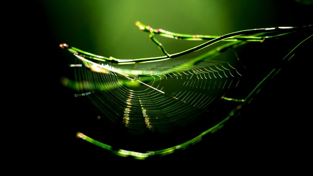 Translucent Web