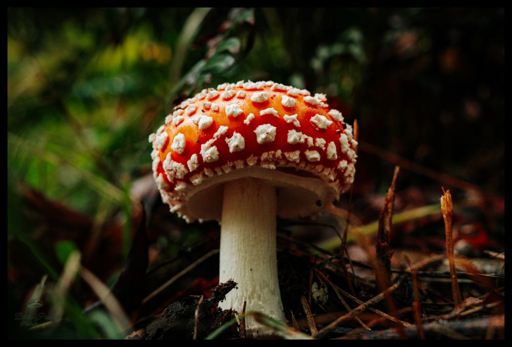 Don't Eat This