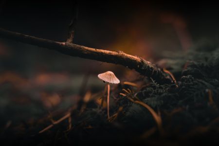Lone Mushroom