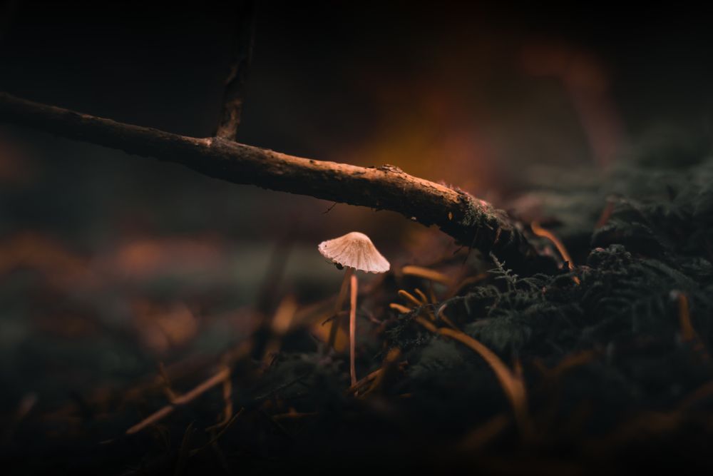 Lone Mushroom