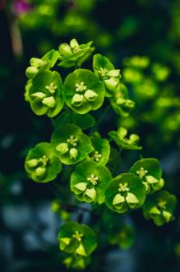 Green on Green