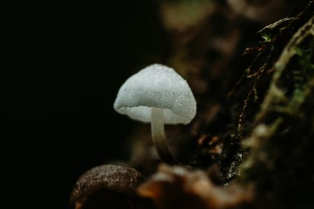 Fuzzy Mushroom