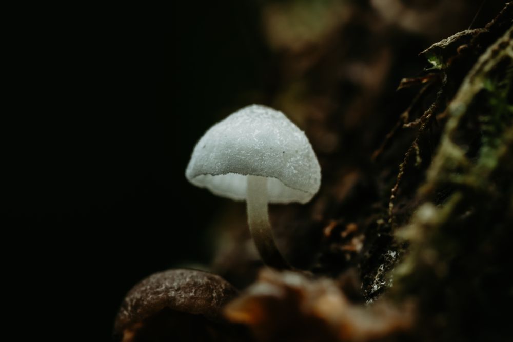 Fuzzy Mushroom