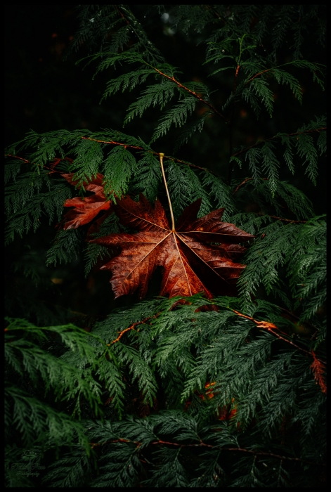 Autumn