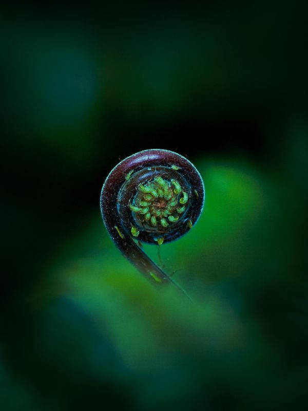 Fiddlehead