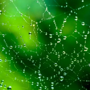 Wet Web