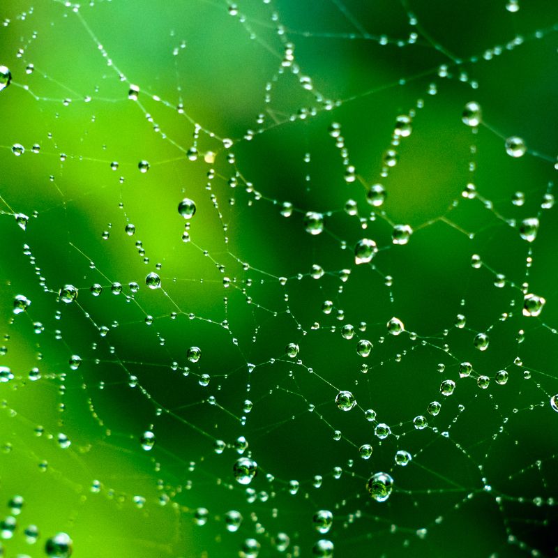 Wet Web