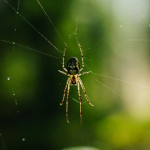 Spider on Web