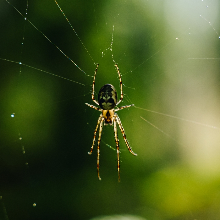 Spider on Web