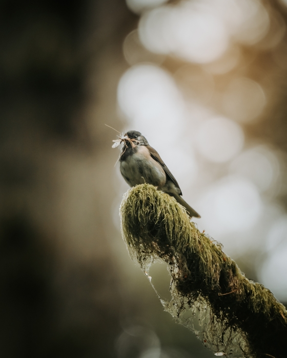 Meal on the Fly