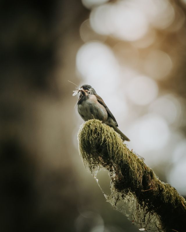 Meal on the Fly