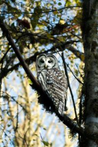 Owl